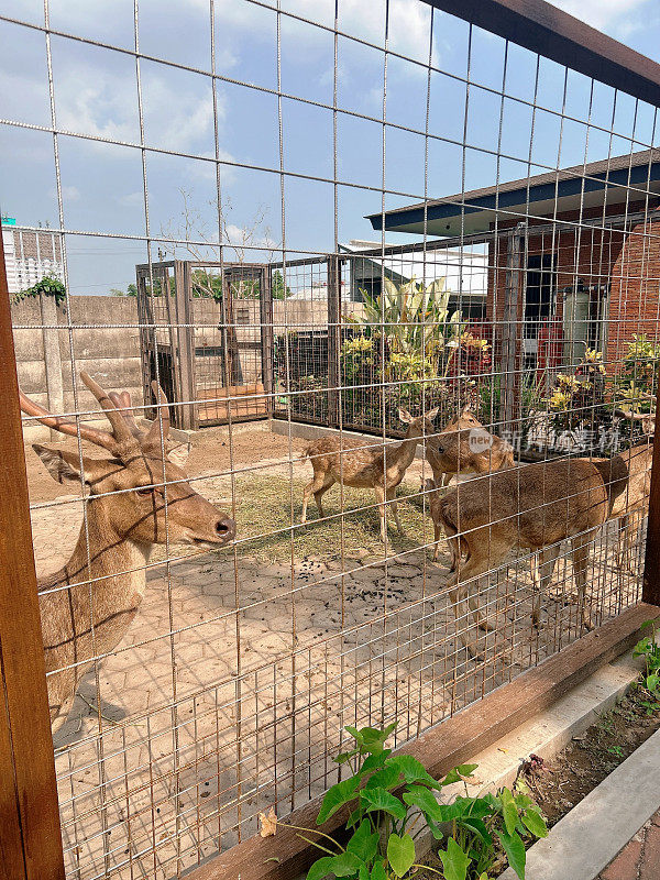 Spotted deer, Chital deer, Rusa tutul, or Axis deer in the cage.